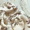 Простынь на резинке в коляску Маленькая Соня Веточки акации Муслин Молочный/Коричневый 3011778