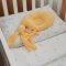 Детское постельное белье в кроватку ELA Textile&Toys Радуги/Колоски BD001RE