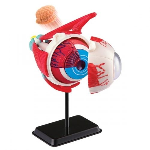 Развивающая игрушка Edu-Toys Education Модель глазного яблока сборная SK007