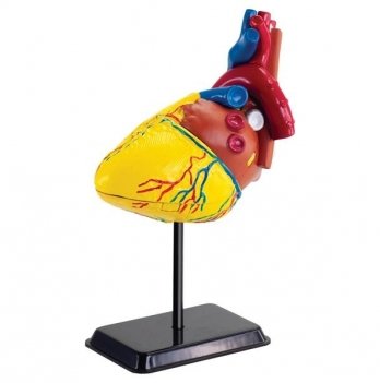 Развивающая игрушка Edu-Toys Education Модель сердца человека сборная SK009