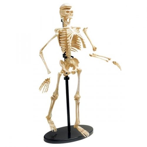 Развивающая игрушка Edu-Toys Education Модель скелета человека сборная SK057
